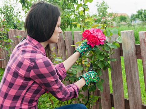 Professional crown reduction and tree maintenance in Welling