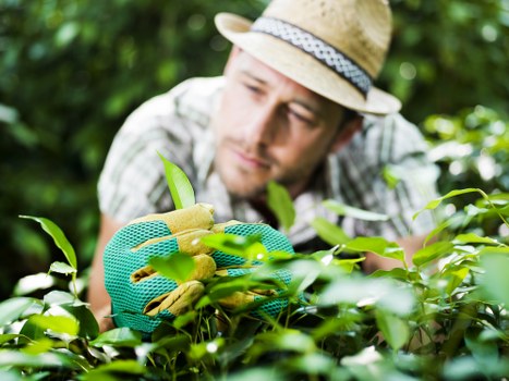 Professional hedge trimming in Welling for a neat garden boundary