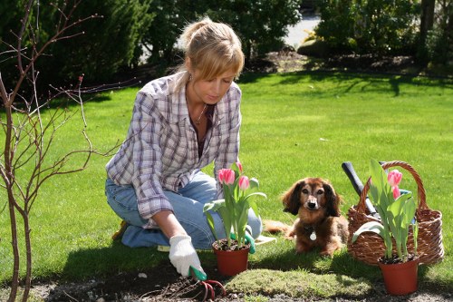 Professional gardeners Welling trimming hedges and shrubs